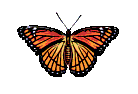 insecte2.gif (9998 octets)